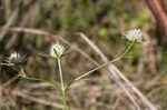 Blueflower eryngo